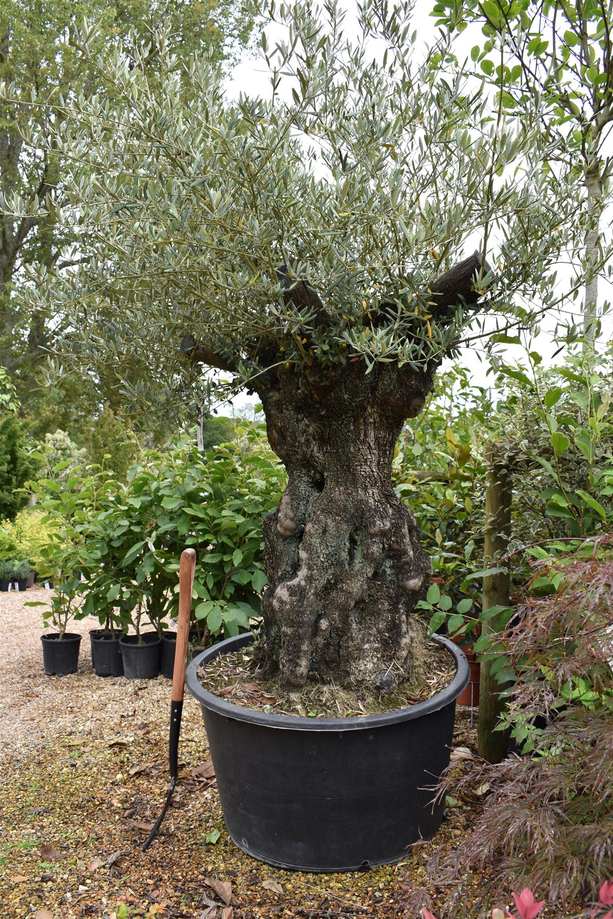 Olive Tree | Olea Europea 1/2 Std Crown - 200-210cm, 400lt