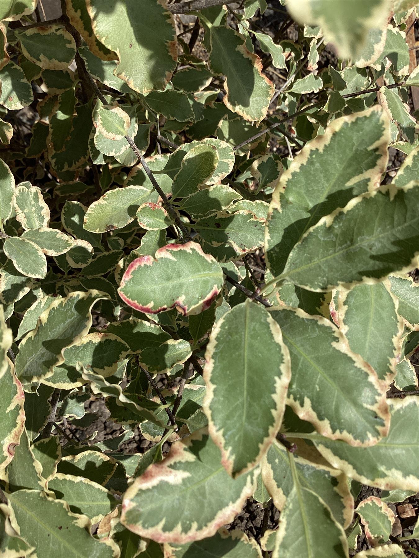 Pittosporum tenuifolium 'Elizabeth' - 100-120cm, 10lt