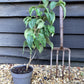 Cornus kousa 'Miss Satomi' Japanese Dogwood - 3lt