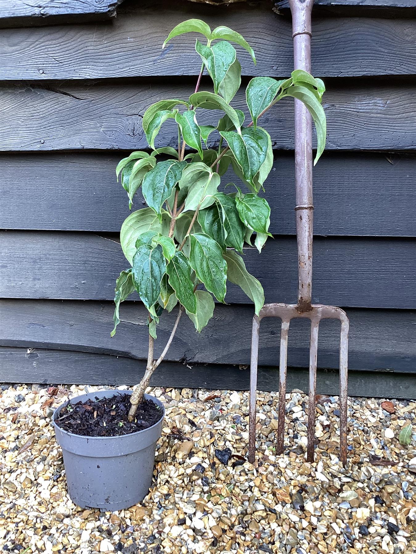 Cornus kousa 'Miss Satomi' Japanese Dogwood - 3lt