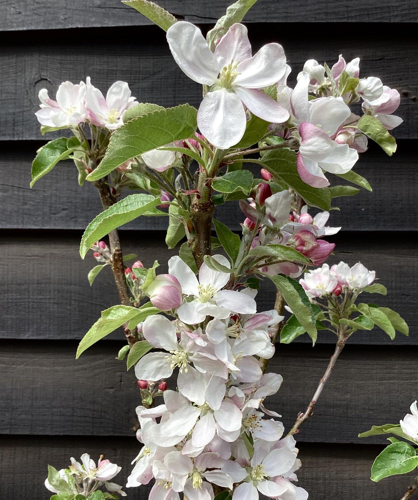 Apple tree 'Scrumptious' | Malus domestica - MM106 - Height 150-160cm - 20lt