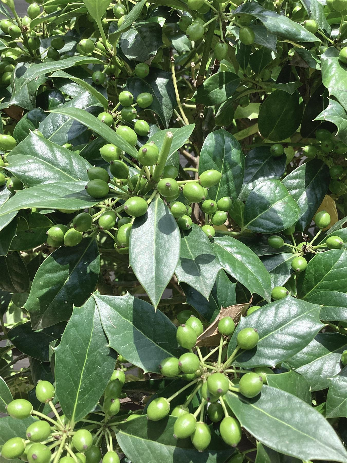 Ilex Nellie R Stevens | Holly 'Nellie R. Stevens' - Clear Stem - 210cm - 55lt