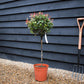 Photinia x fraseri Little Red Robin | Christmas berry 'Little Red Robin' - 1/4 Standard - 100cm - 7lt