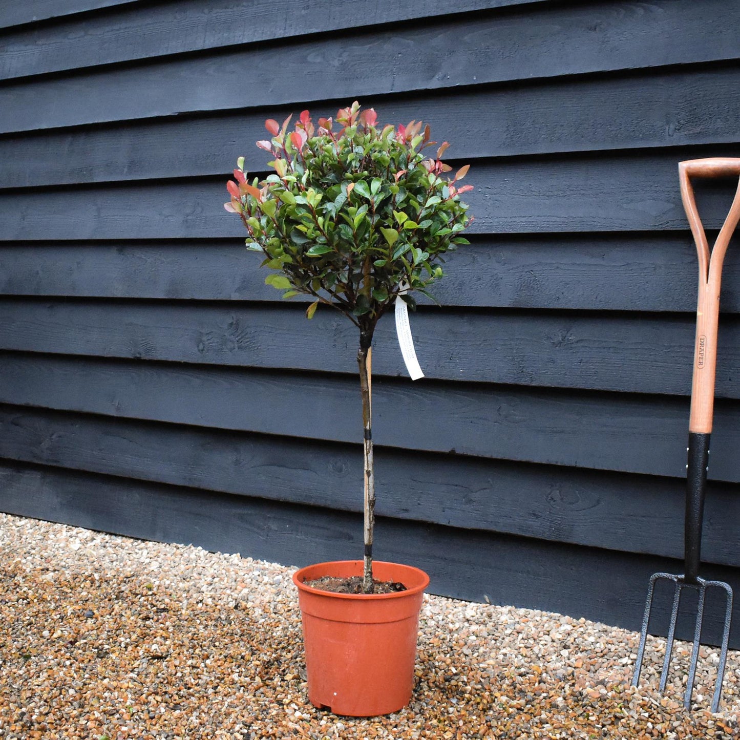 Photinia x fraseri Little Red Robin | Christmas berry 'Little Red Robin' - 1/4 Standard - 100cm - 7lt