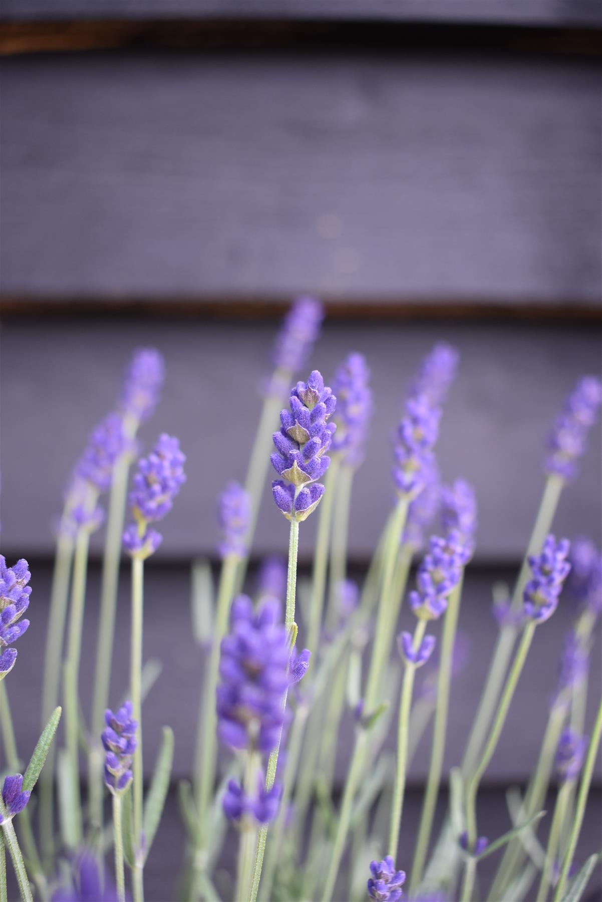 English Lavender 'Hidcote' - 10-20cm, 2lt