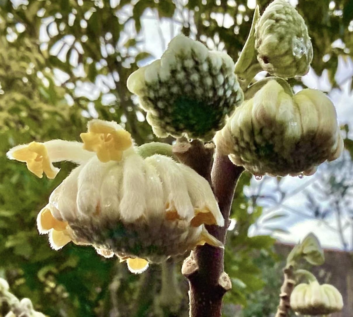 Edgeworthia chrysantha 'Grandiflora' - 80-100cm, 35lt