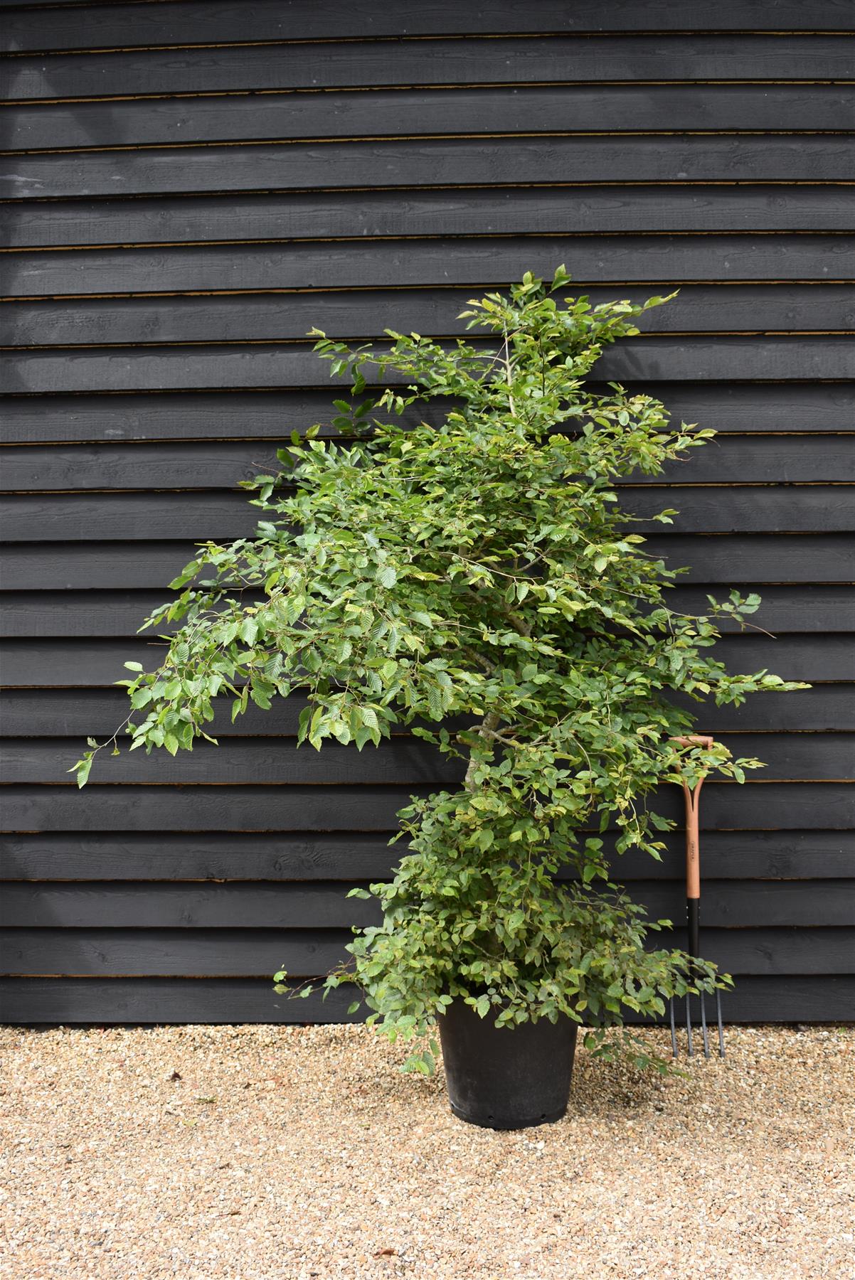 Carpinus betulus | European Hornbeam - 200-220cm, 30lt