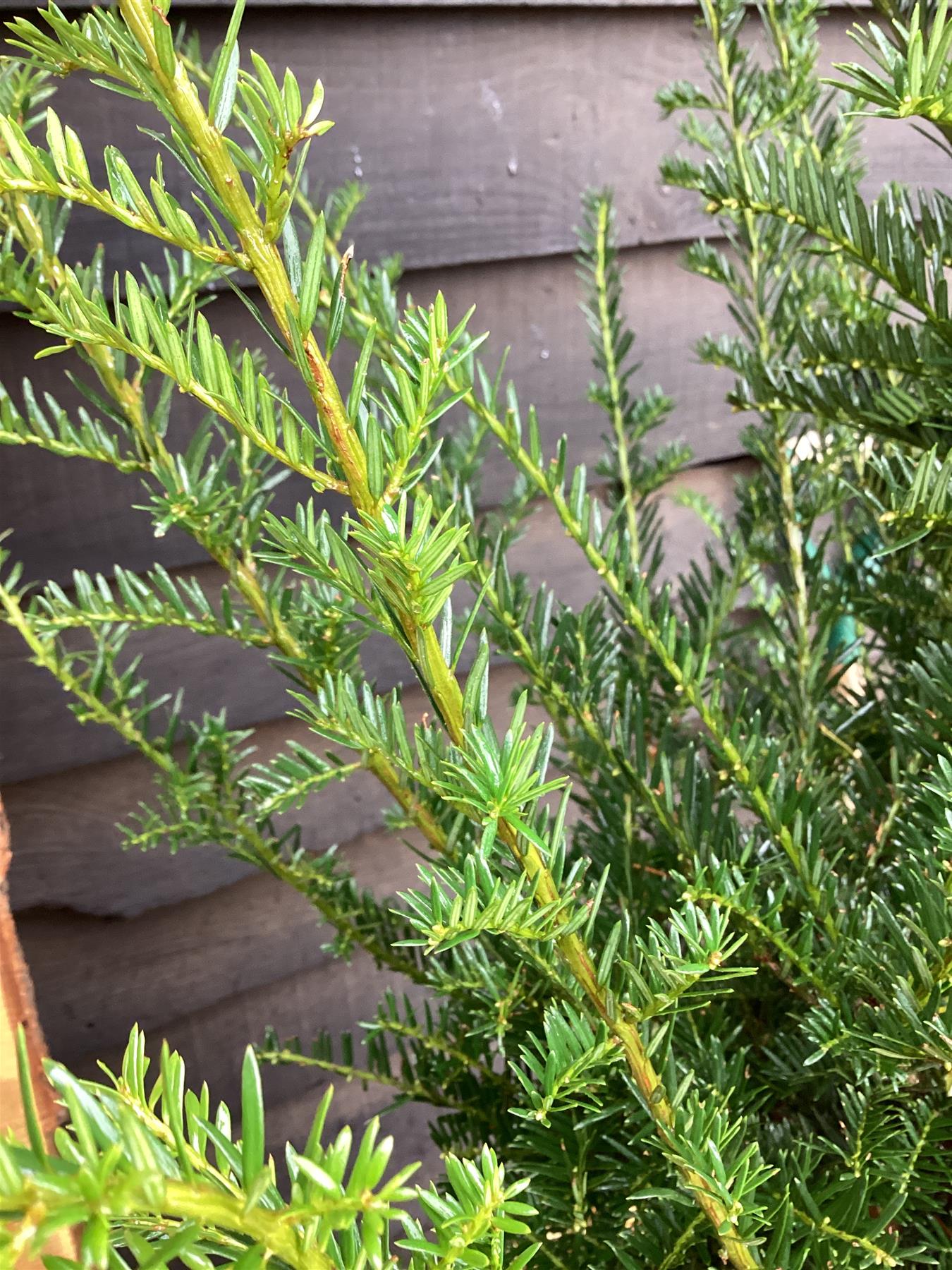 Taxus baccata - 150-160cm - 30lt