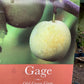 Gage 'Old Greengage' on St. Julian | Prunus domestica - Semi-Vigorous - 150-160cm - 12lt