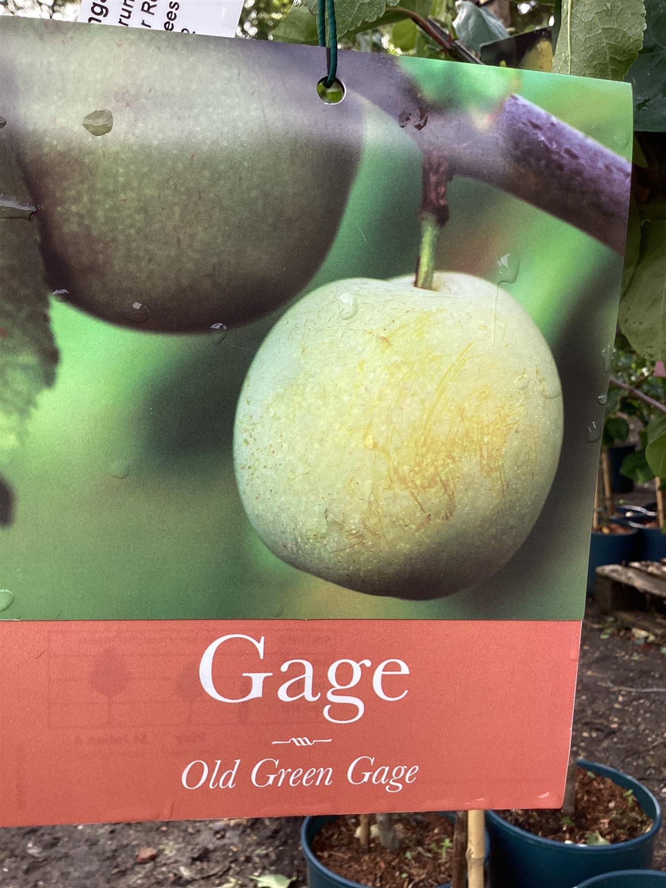 Gage 'Old Greengage' on St. Julian | Prunus domestica - Semi-Vigorous - 150-160cm - 12lt