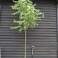 Tilia cordata Green Spire | Littleleaf Linden | Small-leaved Lime - Clear Stem - Standard - Girth 10-12cm - Height 300-320cm - 35lt