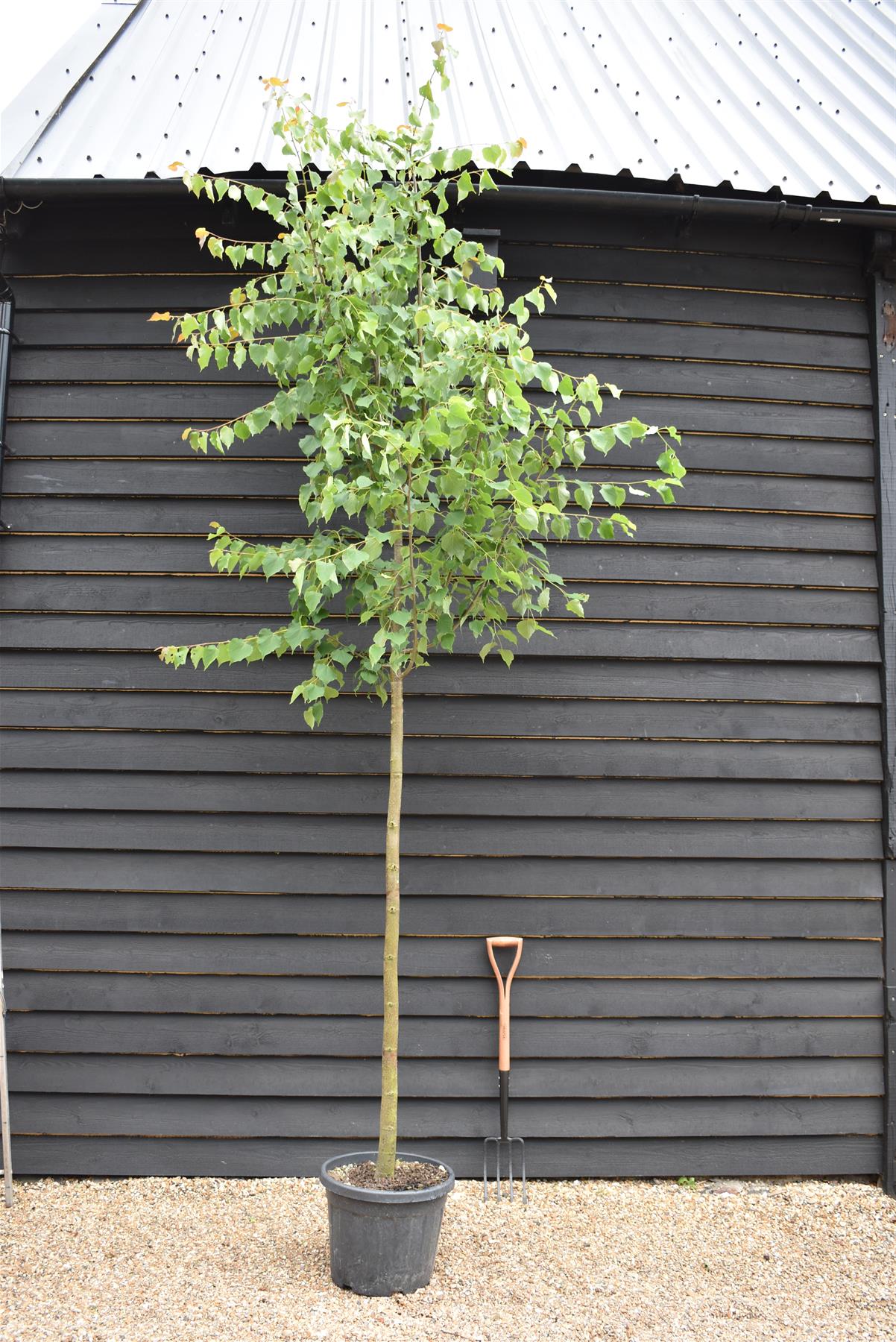 Tilia cordata Green Spire | Littleleaf Linden | Small-leaved Lime - Clear Stem - Standard - Girth 10-12cm - Height 300-320cm - 35lt