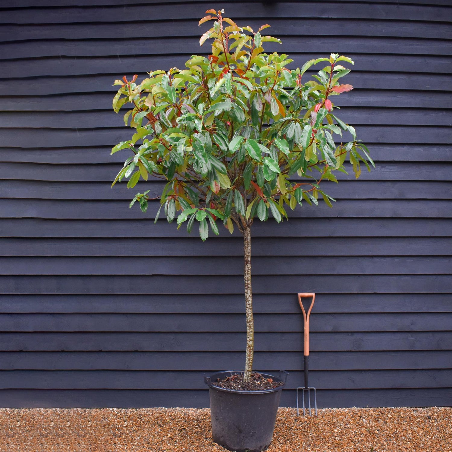 Photinia serratifolia Crunchy | Photinia 'Crunchy' Tree - Clear Stem 100cm - Girth 14-15cm - Height 160-180cm - 45lt