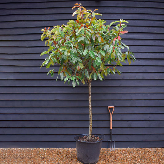 Photinia serratifolia Crunchy | Photinia 'Crunchy' Tree - Clear Stem 100cm - Girth 14-15cm - Height 160-180cm - 45lt