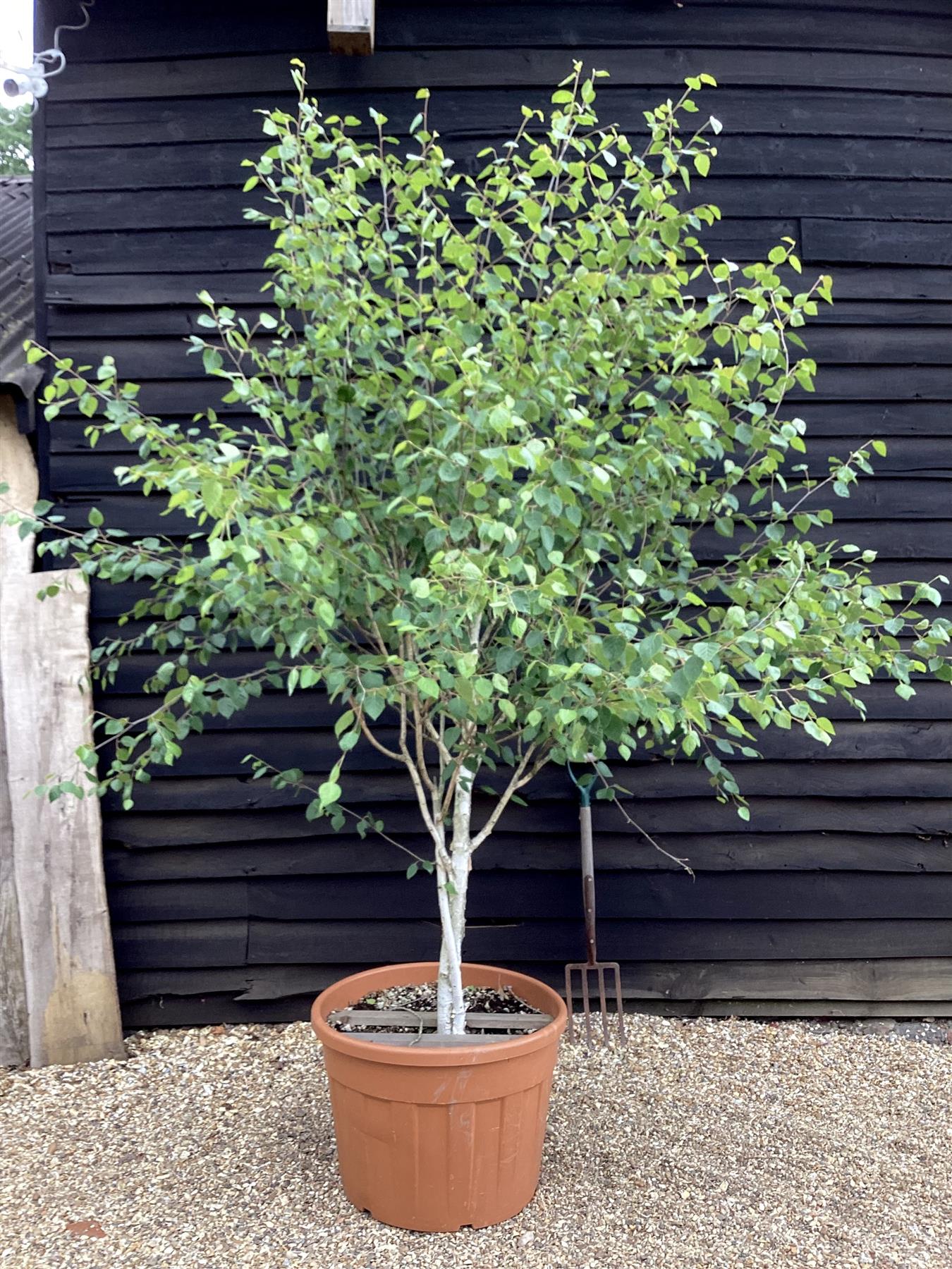 Betula utilis jaquemontii | Kashmir Birch - Parachute - 150-180cm, 130lt