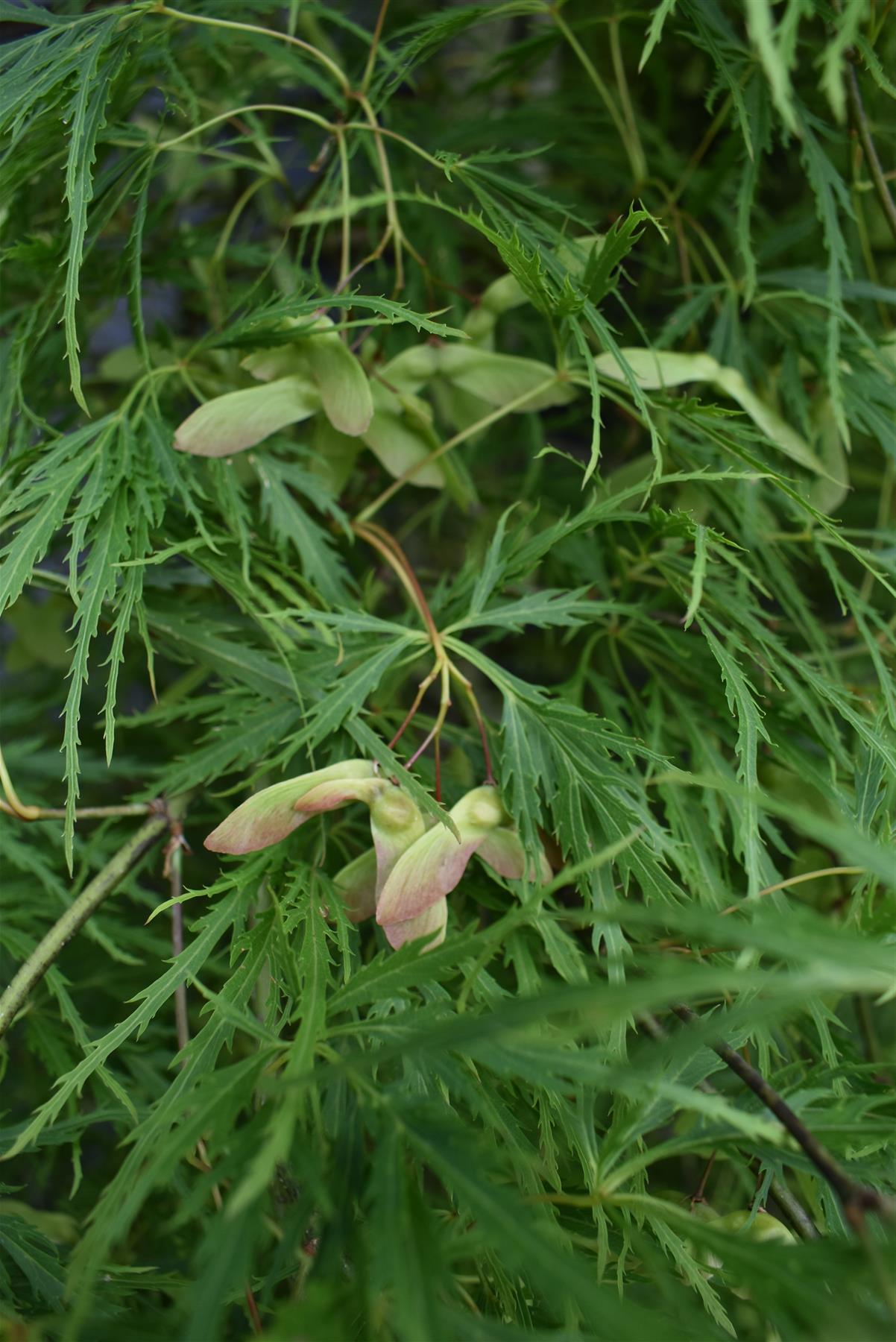 Acer palmatum dissectum | laceleaf Japanese maple - Height 220-240cm - 130lt