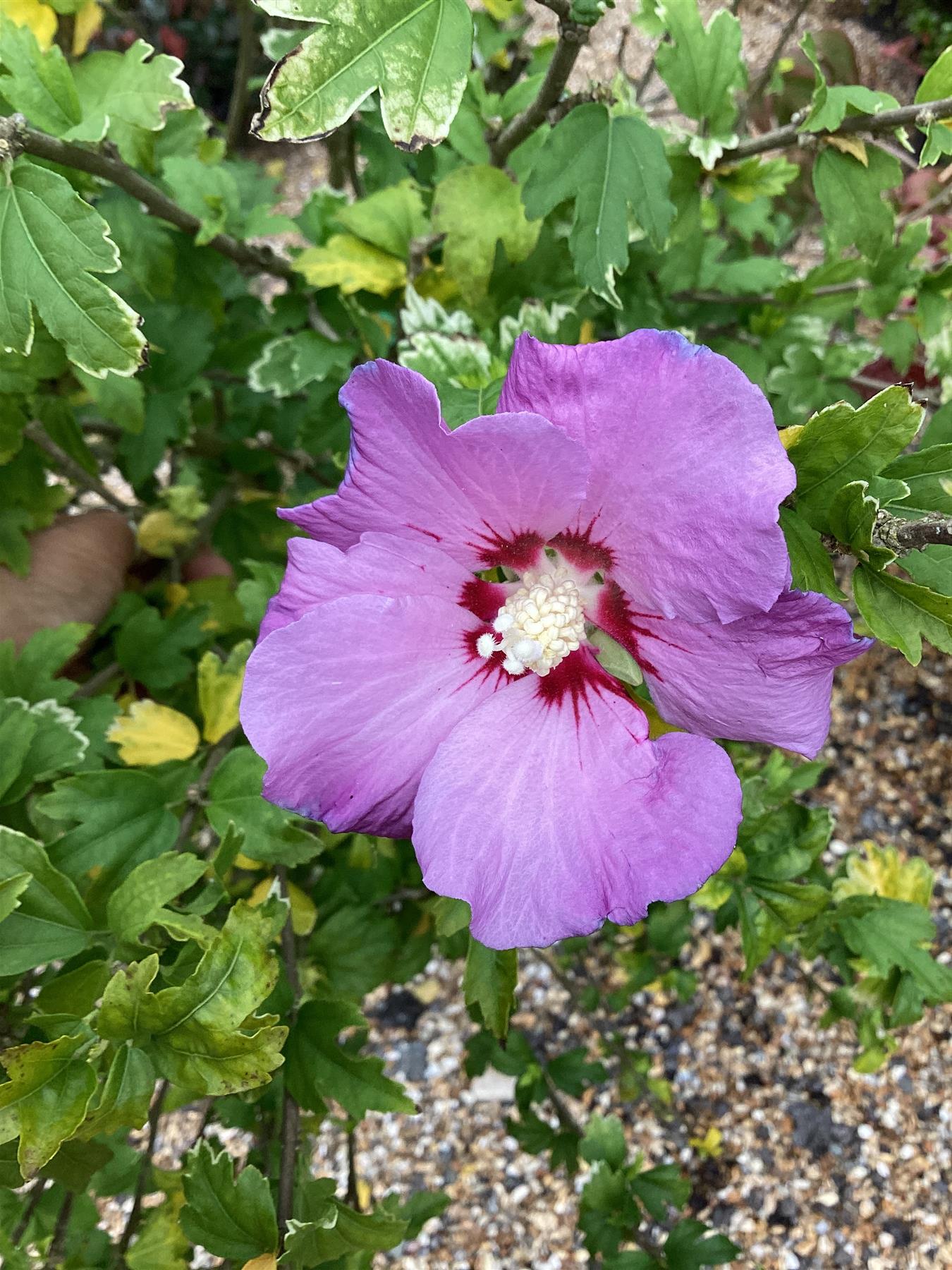 Hibiscus Syriacus | Rose of Sharon - Height 190cm, 45lt