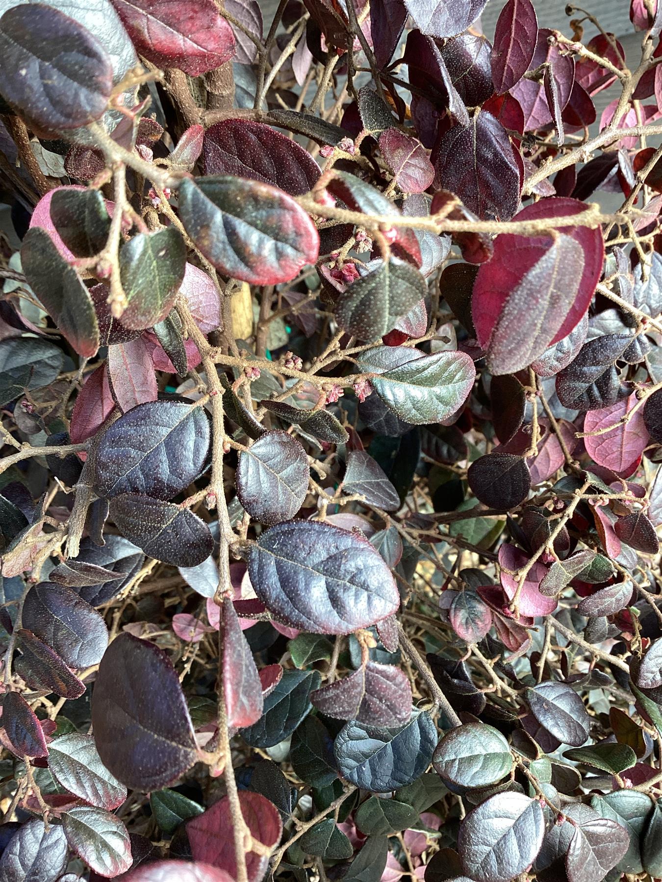 Loropetalum chinense Black Pearl | Chinese Fringe Flower - Cone - 150-160cm, 30lt