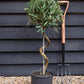 Olive Tree | Olea Europea - Stem - Spiral - Height - 90-100cm - 7lt