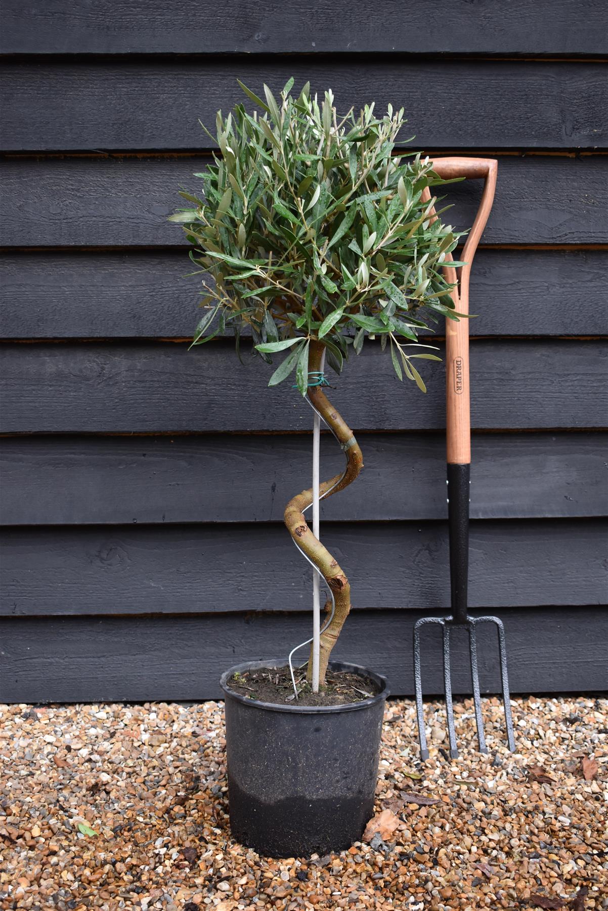 Olive Tree | Olea Europea - Stem - Spiral - Height - 90-100cm - 7lt