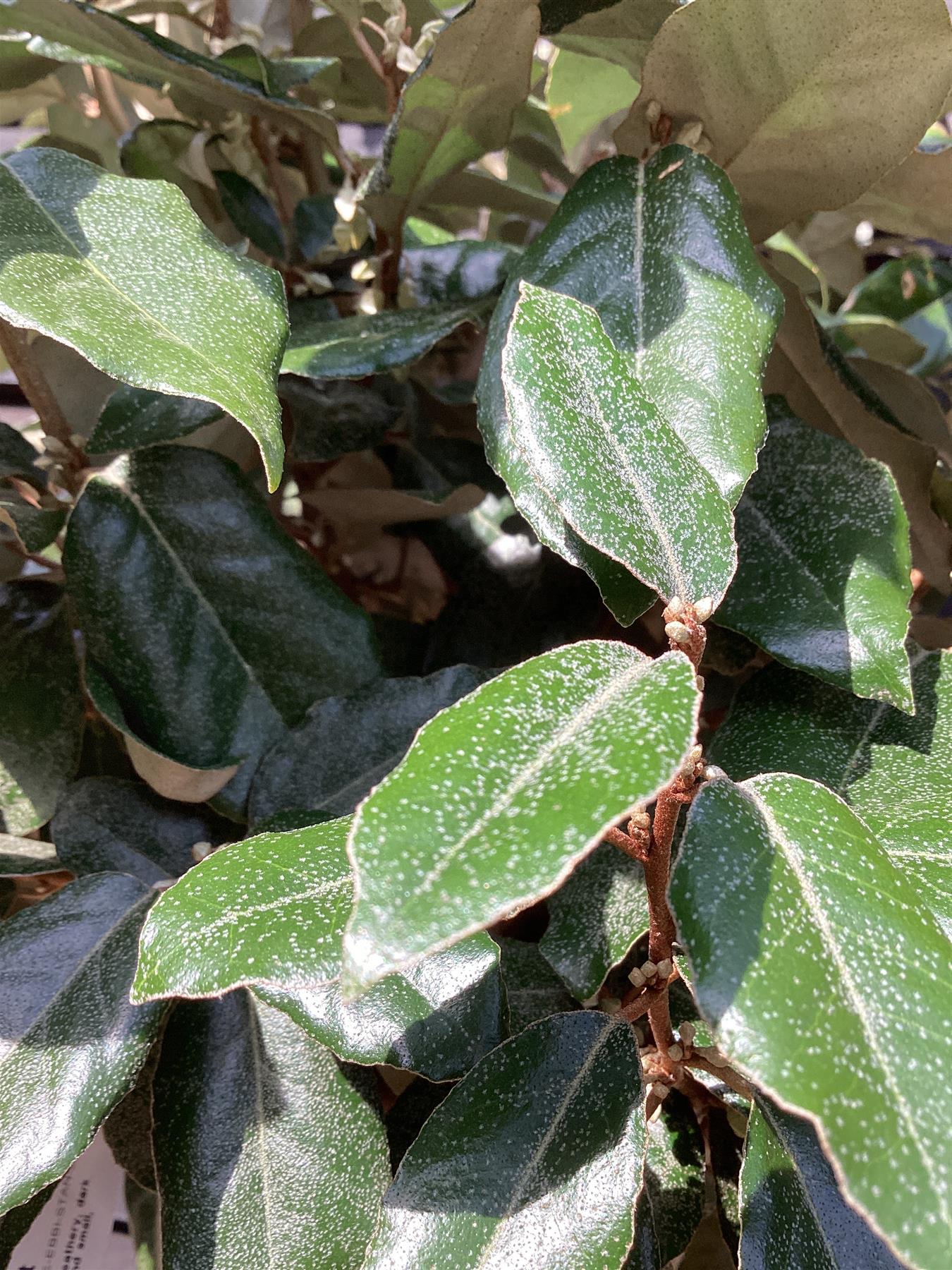 Elaeagnus ebbingei | Ebbing's Silverberry - Stem - Standard - 310-320cm, 25lt