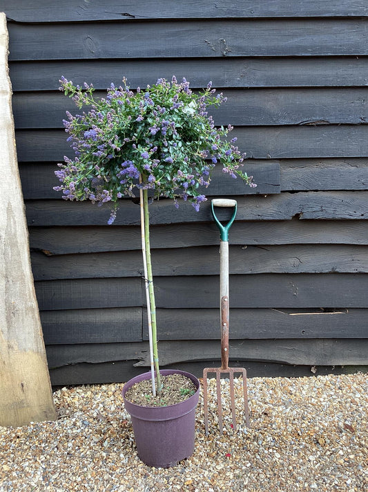 Ceanothus thyrsiflorus var. repens | Creeping blue blossom - Stem - 140-150cm, 12lt