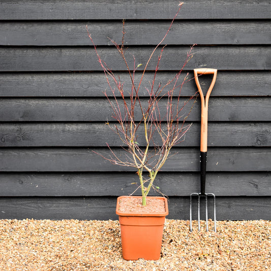 Japanese maple 'Beni-maiko' | Acer palmatum 'Beni-maiko' - Bushy - Height 130-140cm - 20-25lt