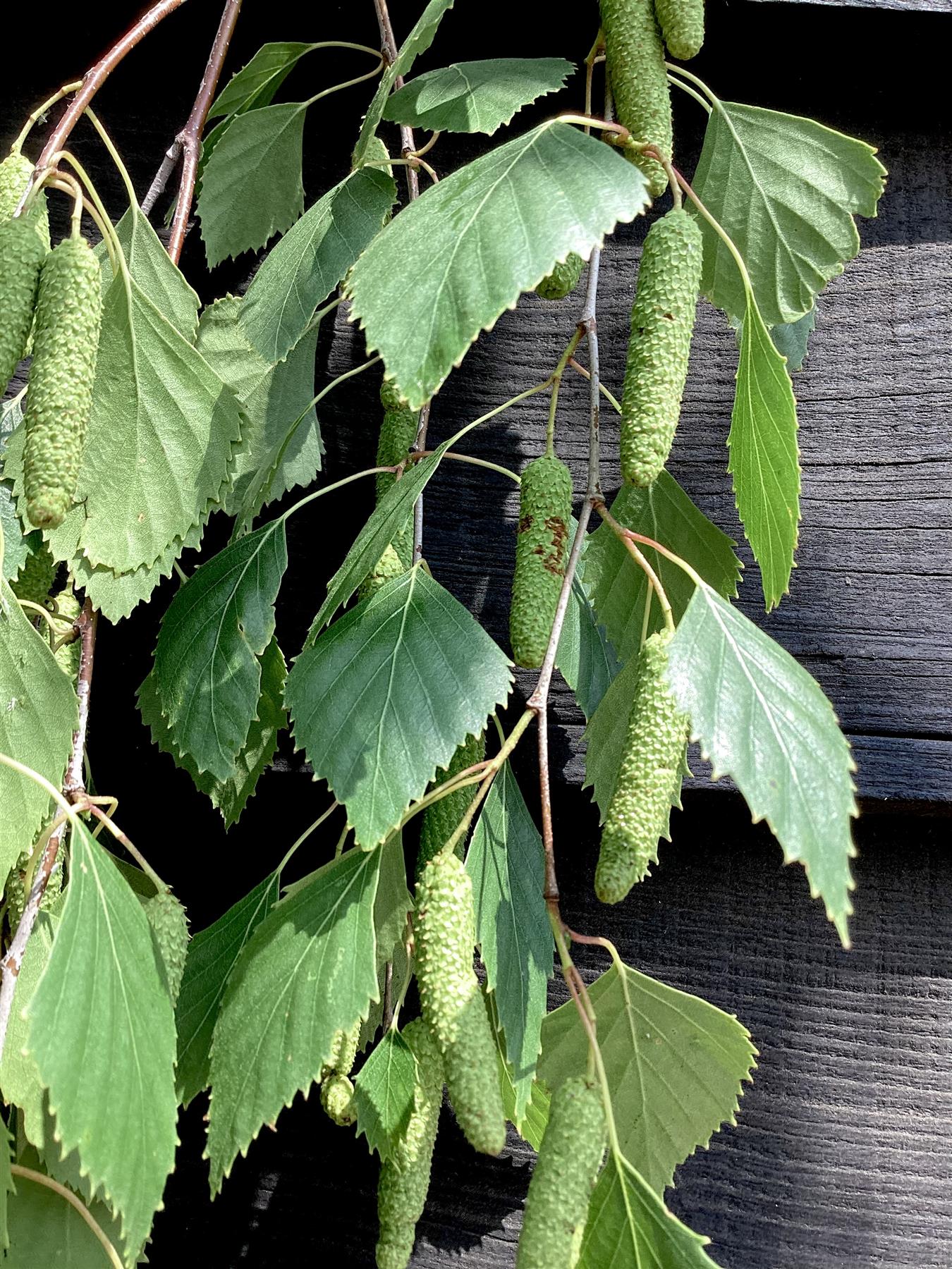 Betula alba Multistem | Silver Birch - 450cm, 130lt