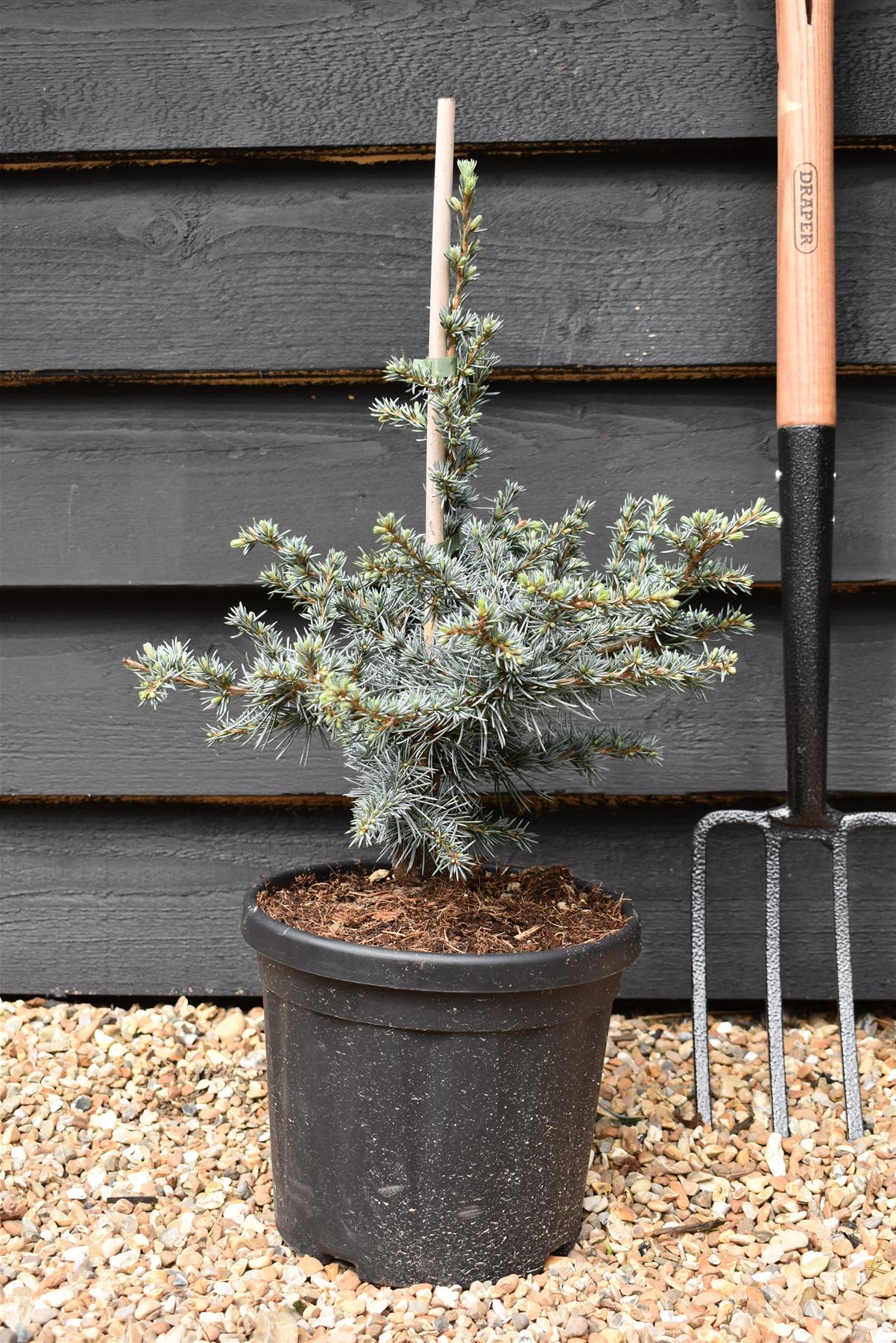 Cedrus libani 'Horstmanns Silberspitz' | Cedar of Lebanon 'Horstmanns Silberspitz' - Height 45-55cm - Width 30-40cm - 6lt