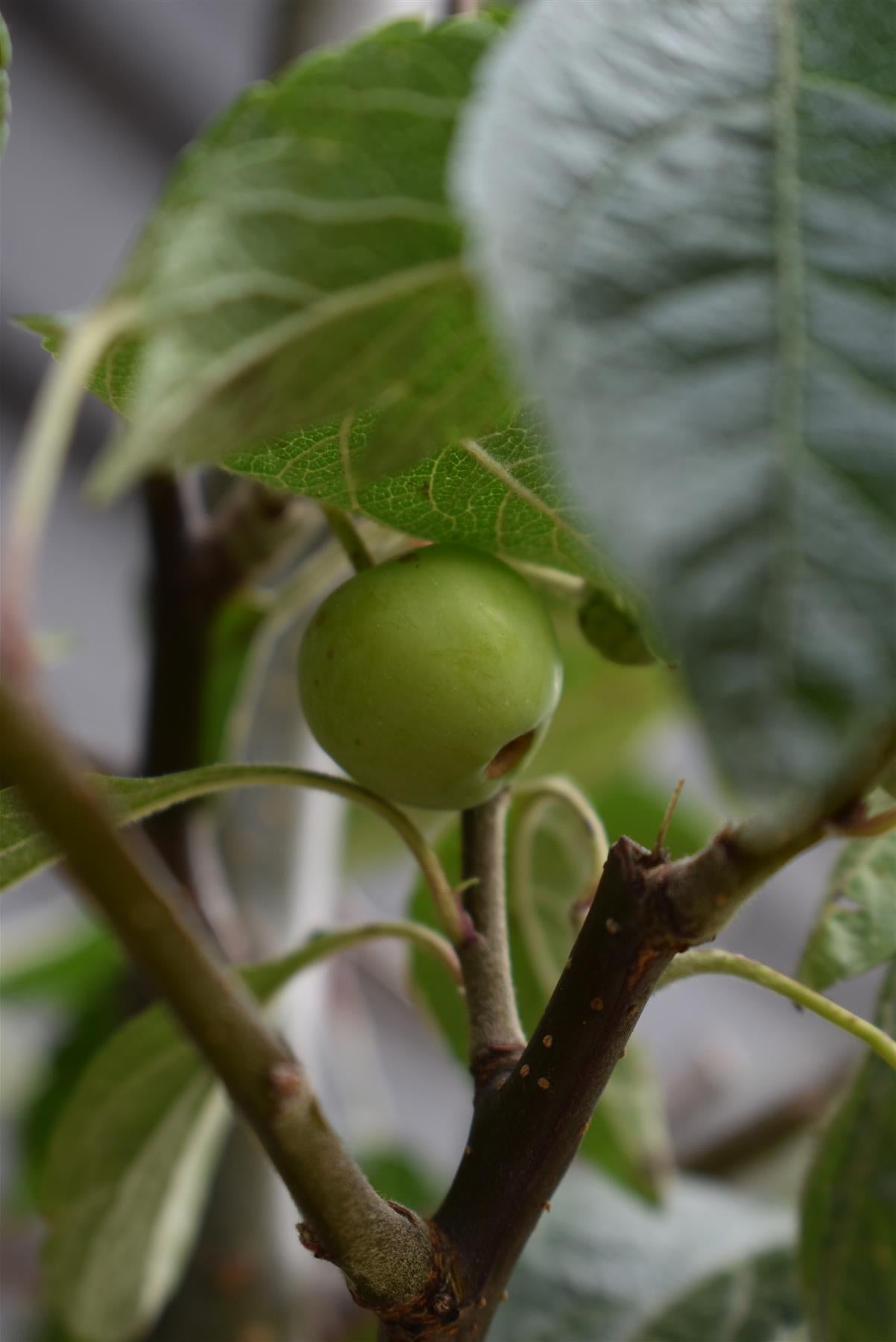 Malus 'Evereste' - Clear Stem - Standard - Girth 8-10cm - Height 320-340cm - 70lt