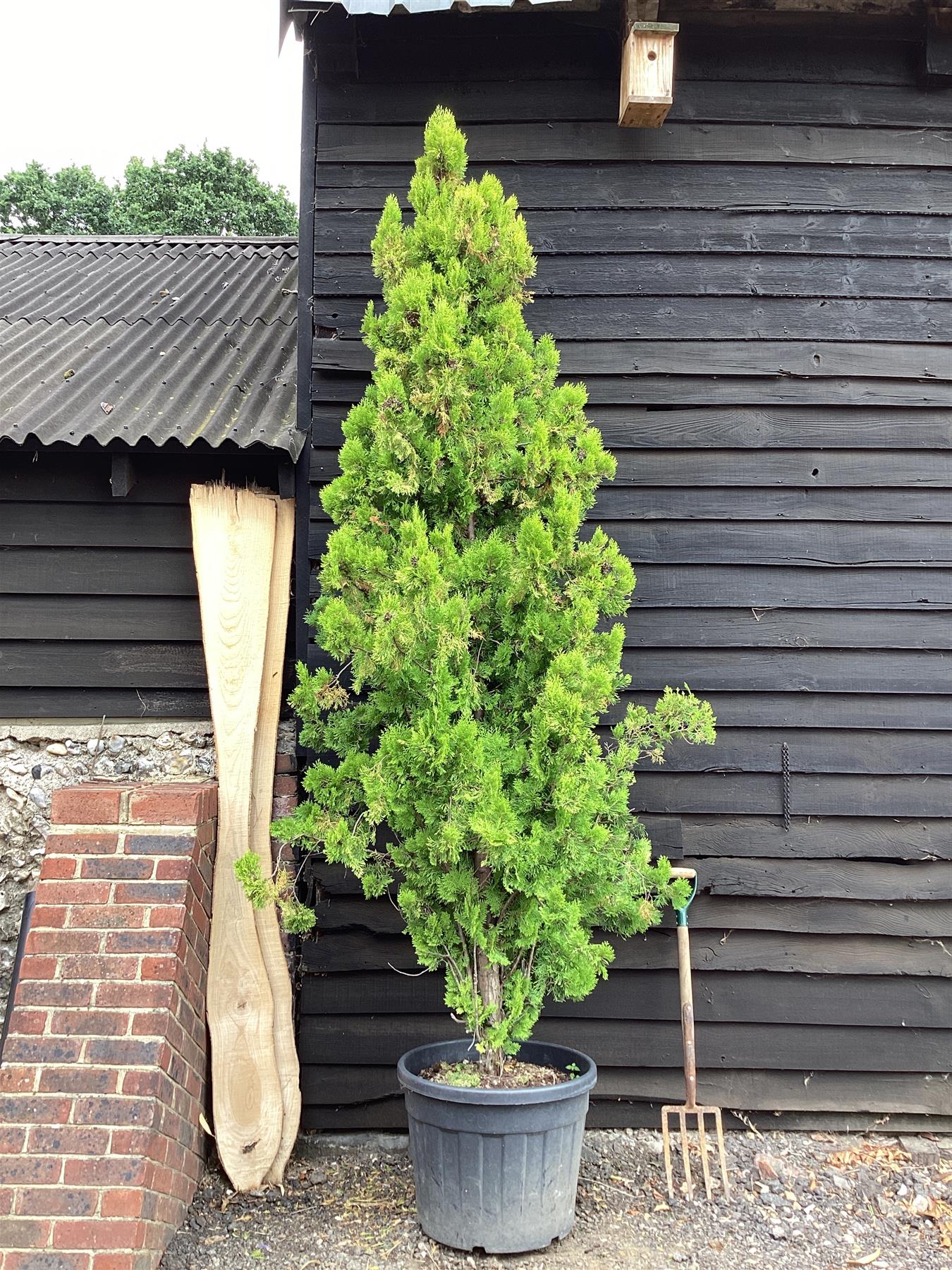 Thuja orientalis 'Aurea Nana' - 300-350cm, 70lt