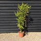 Acer palmatum 'Going Green' | Japanese maple 'Going Green' - 110-140cm - 15lt