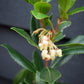 Arbutus Unedo Compacta | Strawberry Tree - Shrub - 60-90cm - 12lt