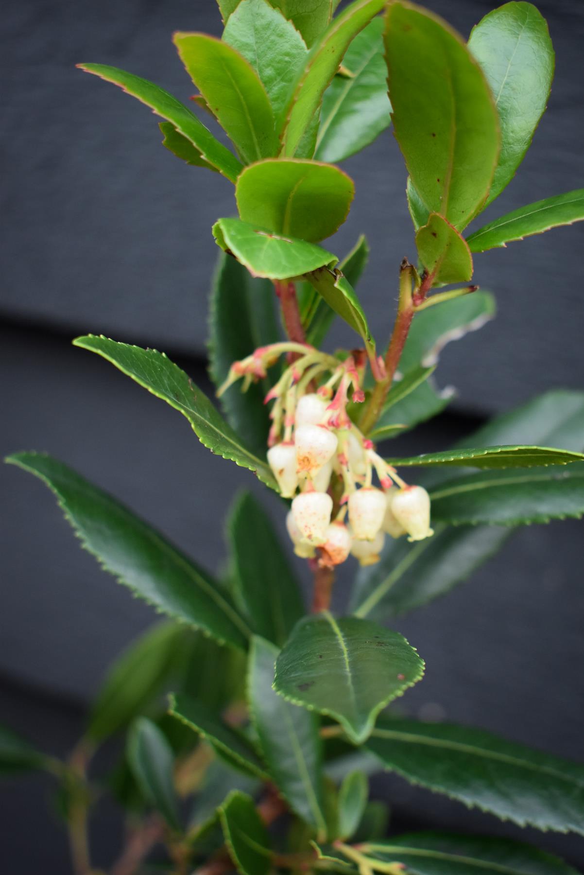 Arbutus Unedo Compacta | Strawberry Tree - Shrub - 60-90cm - 12lt