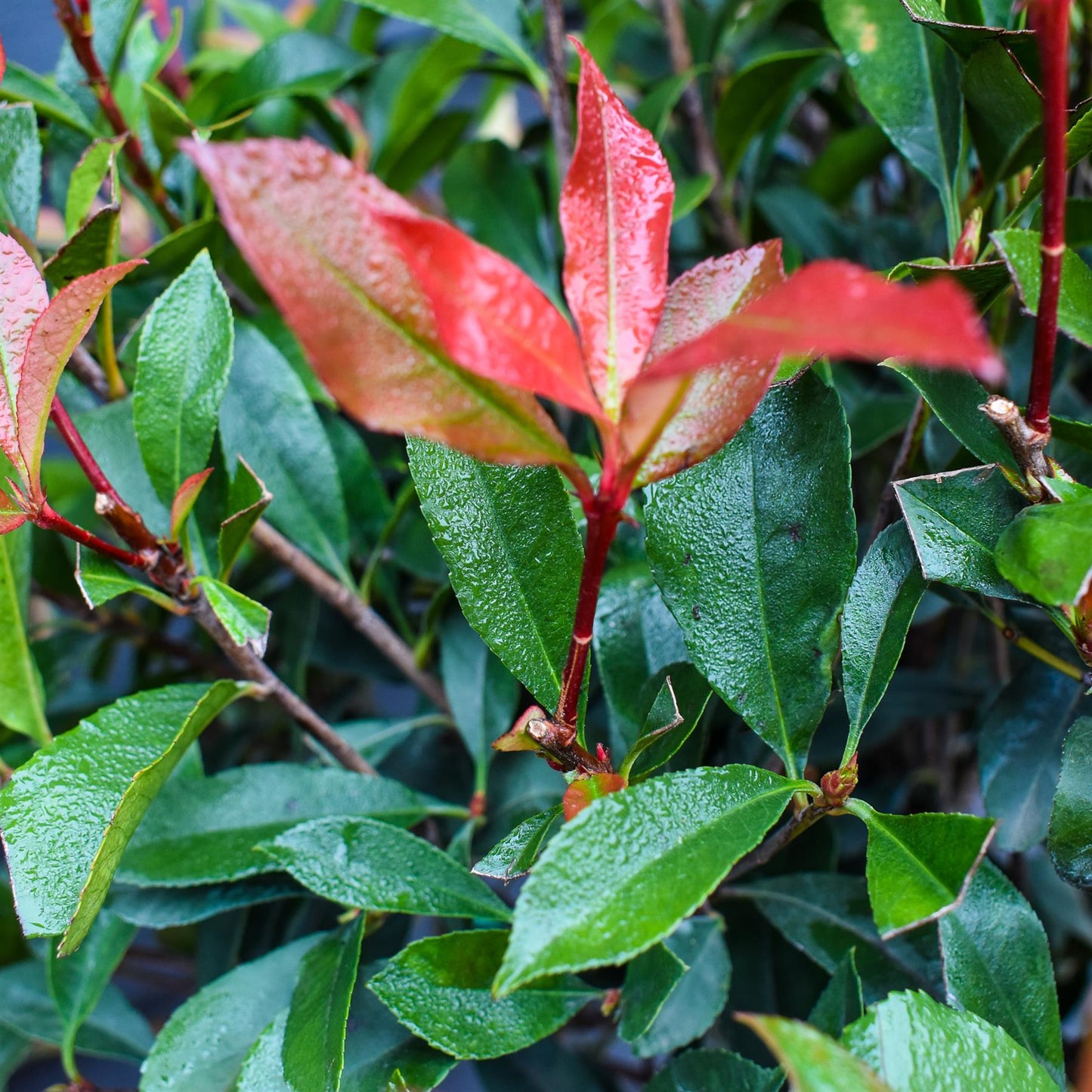 Photinia x fraseri Robusta Compacta - Half Standard - Height 165-175cm - 18lt