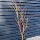 Red Bark Japanese Maple | Acer palmatum 'Sango-kaku' | Red Bark Maple Bushy - Height 200-250cm - 35lt