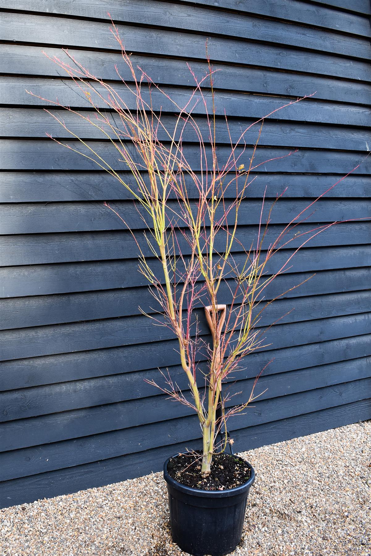 Red Bark Japanese Maple | Acer palmatum 'Sango-kaku' | Red Bark Maple Bushy - Height 200-250cm - 35lt