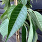 Flowering Cherry | Prunus 'Chocolate Ice' - 180-220cm - 12lt