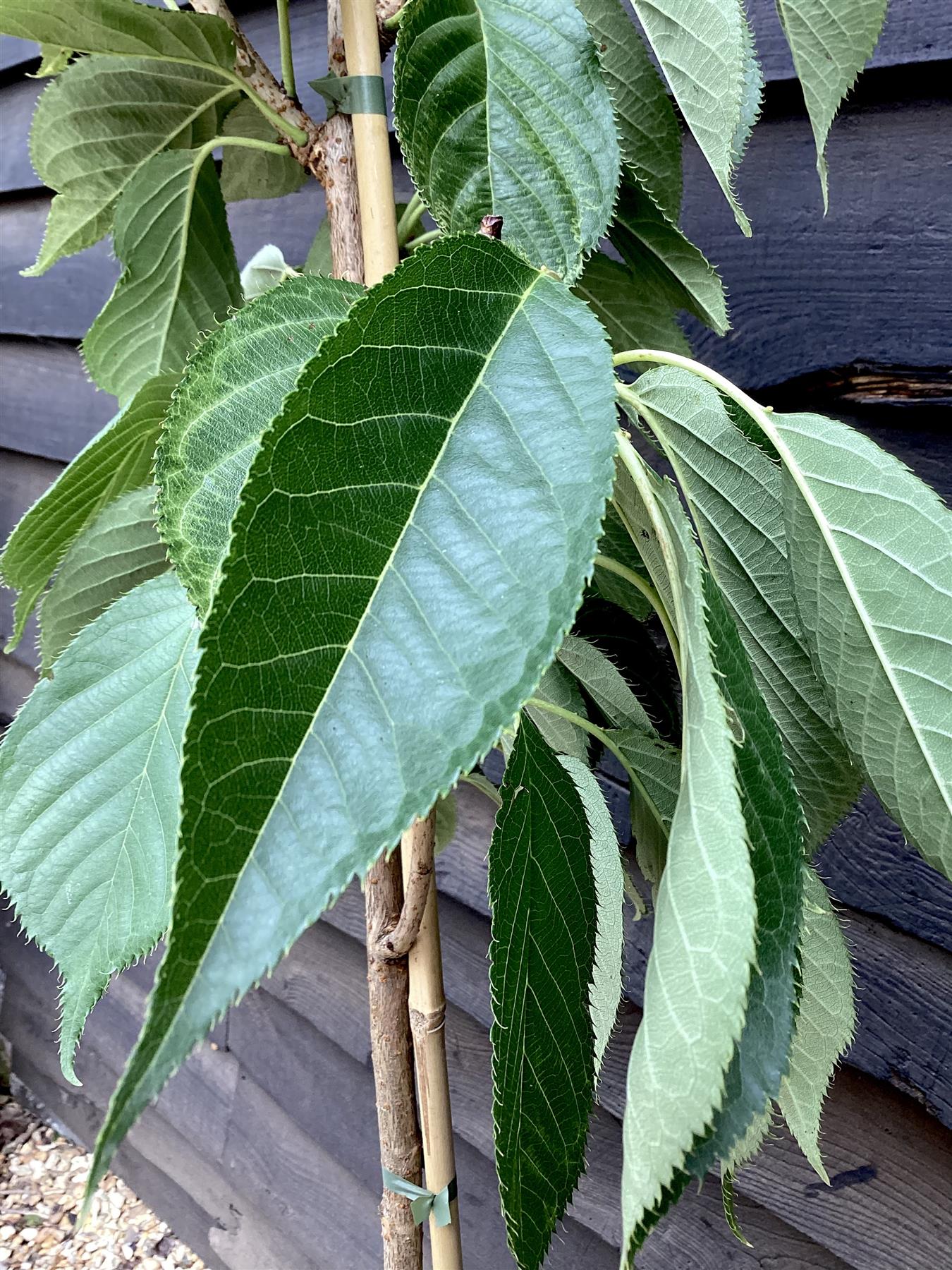 Flowering Cherry | Prunus 'Chocolate Ice' - 180-220cm - 12lt