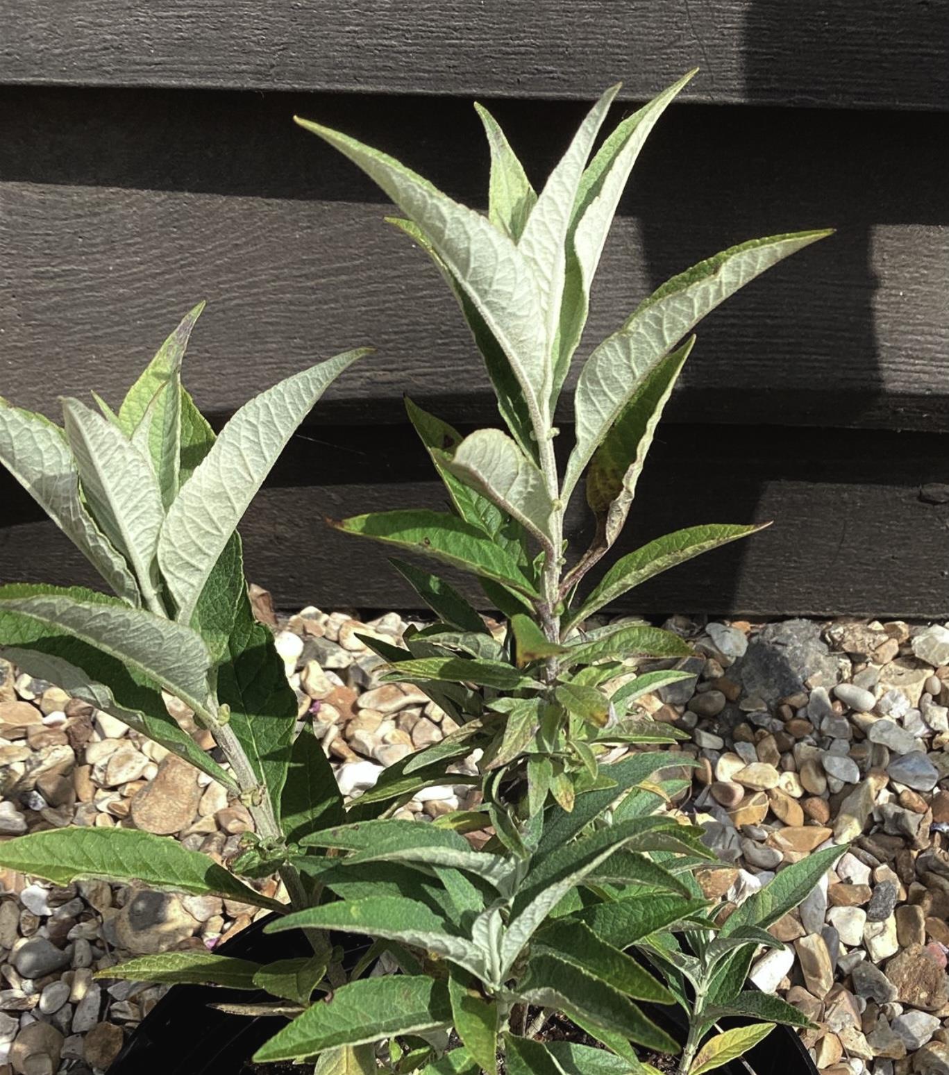 Buddleja 'Buzz Velvet' | Buzz Velvet 10-20cm - 3lt