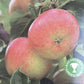 Apple tree 'Fiesta' | Malus domestica - MM106 - Semi-Dwarfing -  Height 150-160cm - 20lt