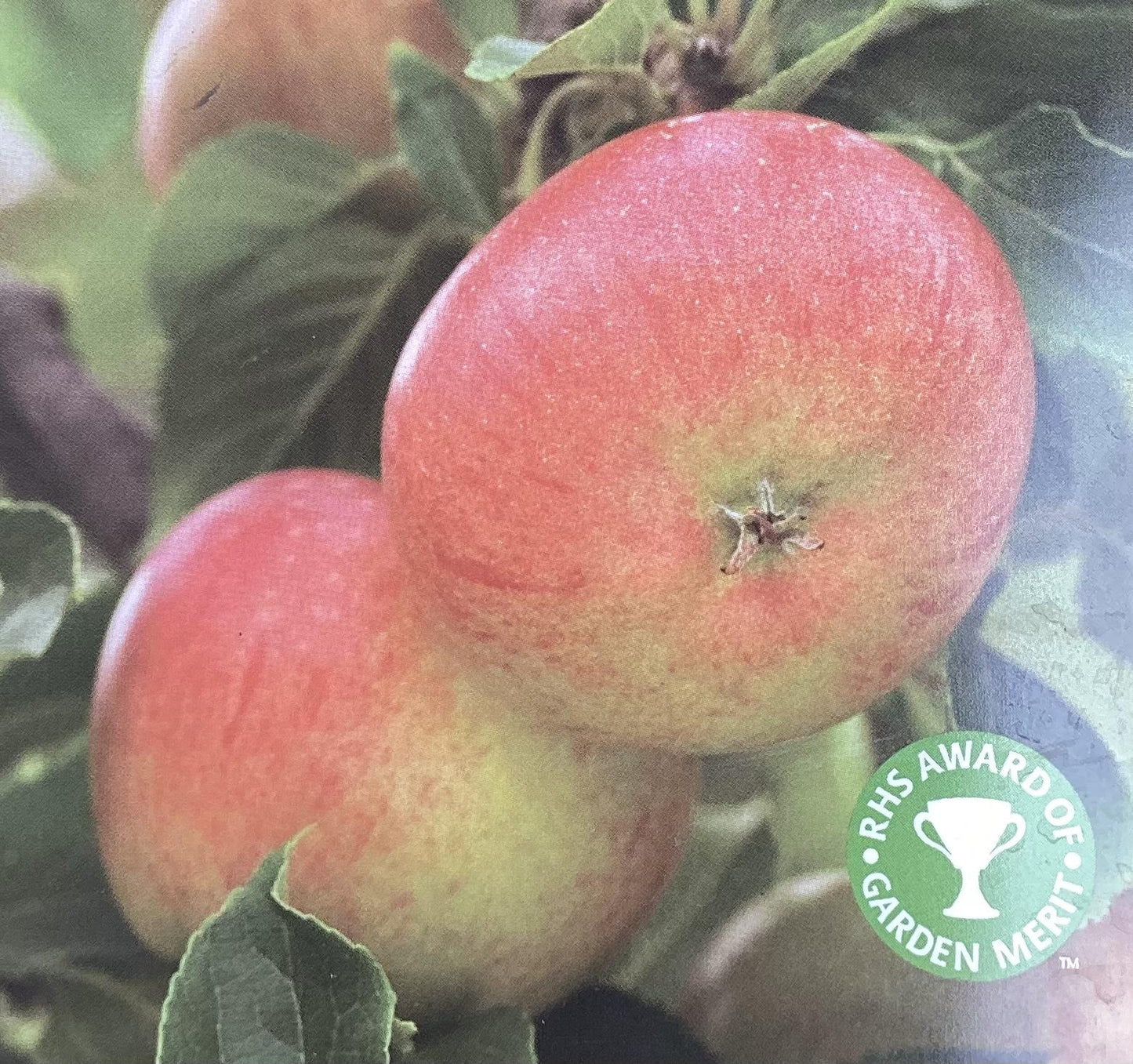 Apple tree 'Fiesta' | Malus domestica - MM106 - Semi-Dwarfing -  Height 150-160cm - 20lt