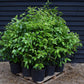 Portuguese Laurel | Prunus lusitanica - Bushy - 140-160cm - 20lt