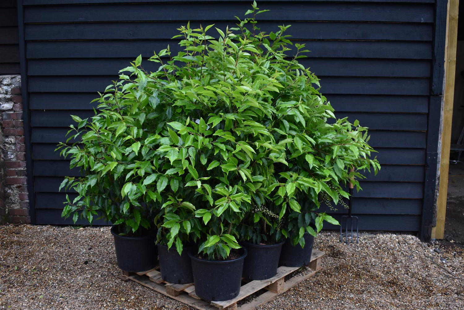 Portuguese Laurel | Prunus lusitanica - Bushy - 140-160cm - 20lt