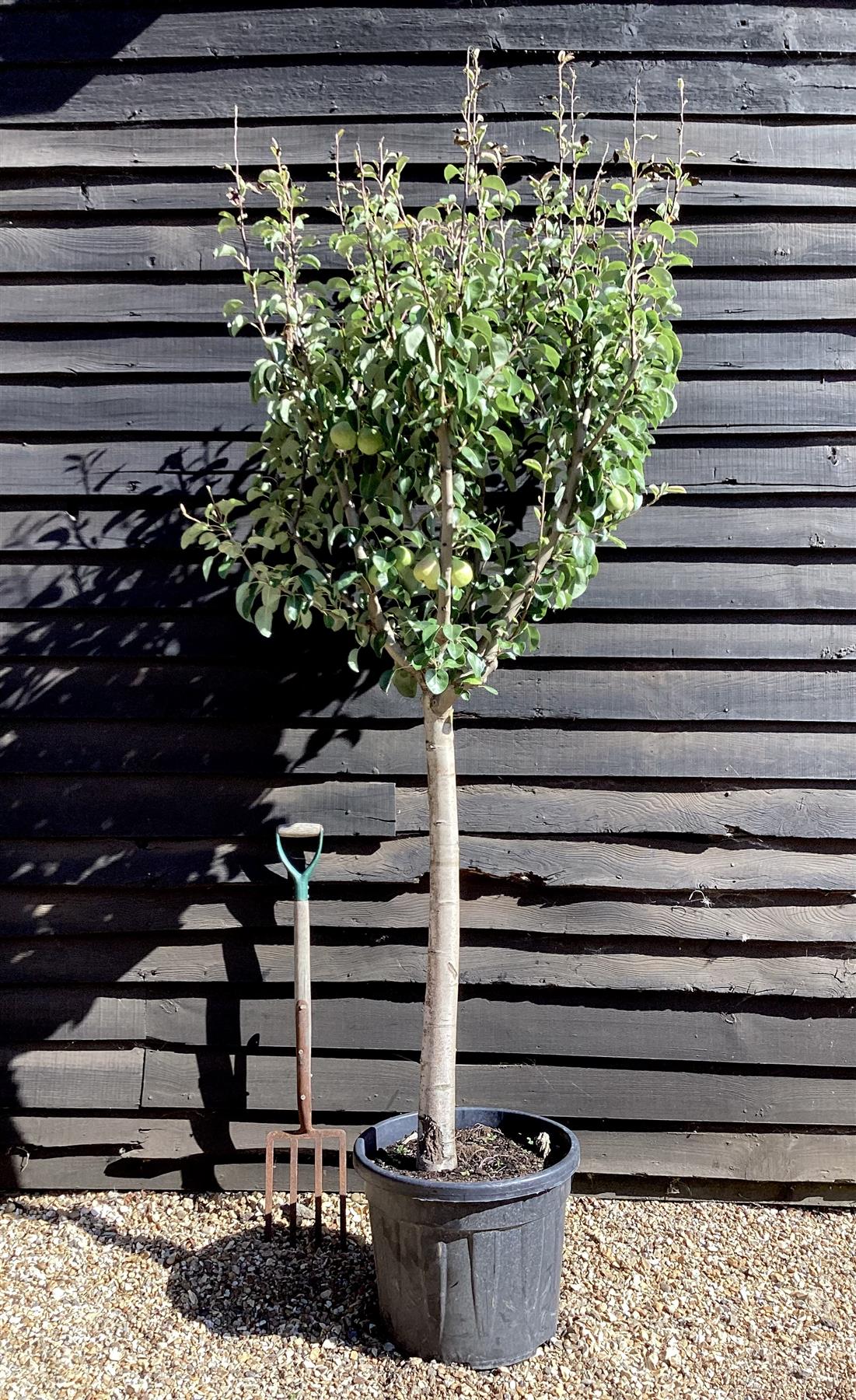 Pear tree 'Williams' Bon Chretien' | Pyrus communis - Girth 18-20cm - 220-240cm - 50lt