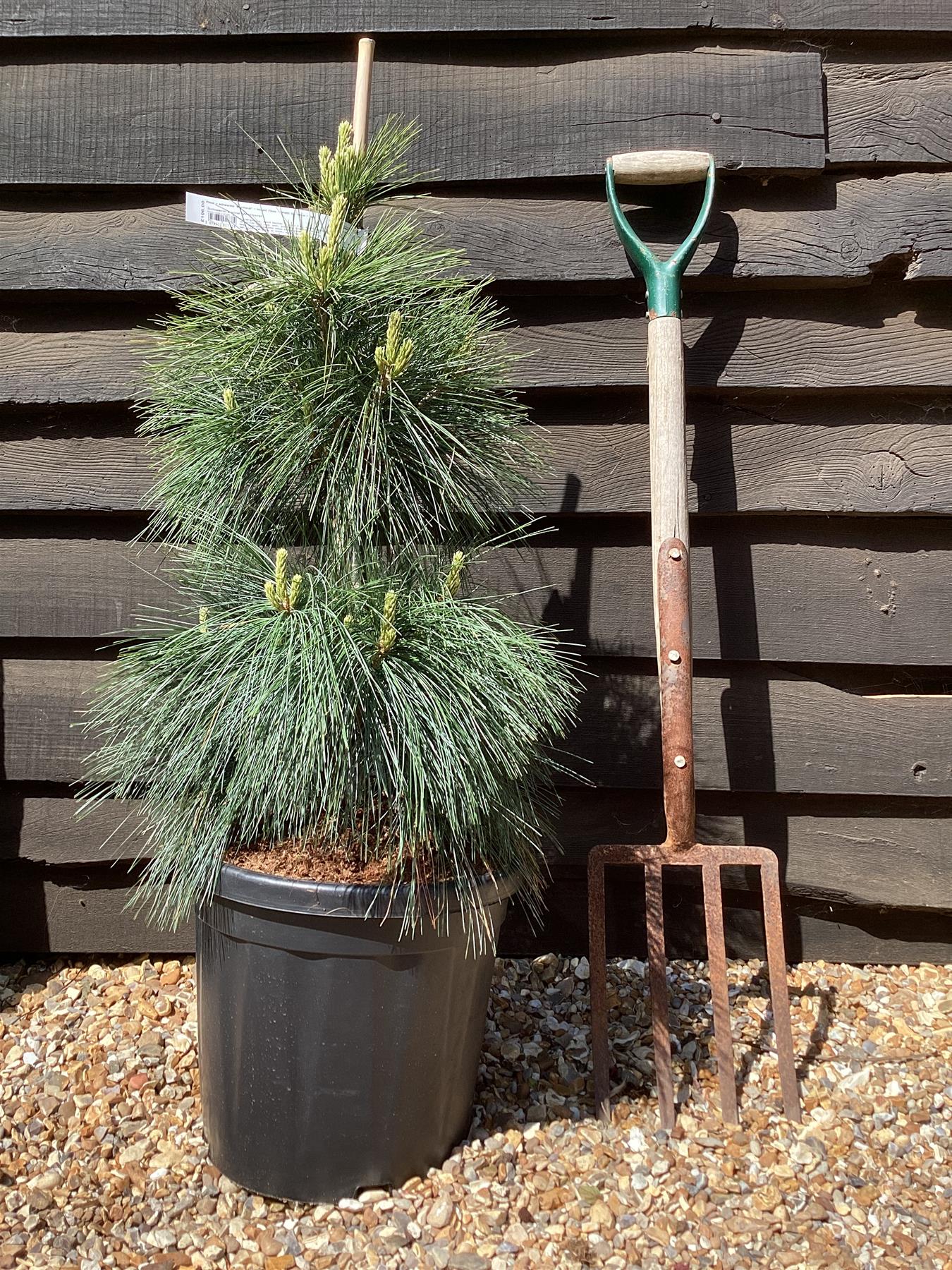 Pinus x schwerinii 'Wiethorst' |Schwerin's pine 'Wiethorst' - Height 75cm - Width 50-60cm - 18lt