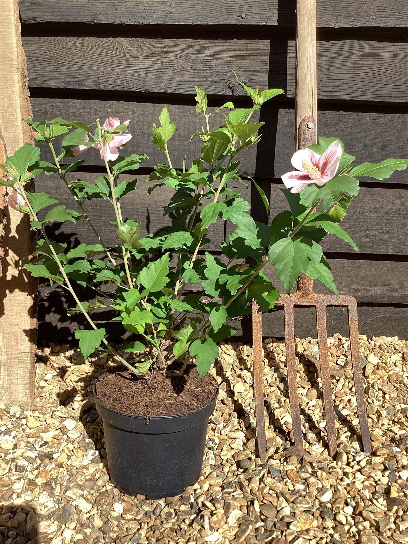 Hibiscus syriacus 'Hamabo' - 50-60cm, 3lt