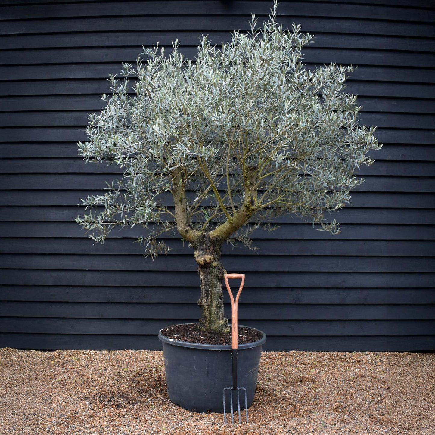 Olive Tree | Olea Europea - Specimen - Straight double branched gnarly - Trunk height 70cm - Height 220-250cm - Girth 50cm - 160lt