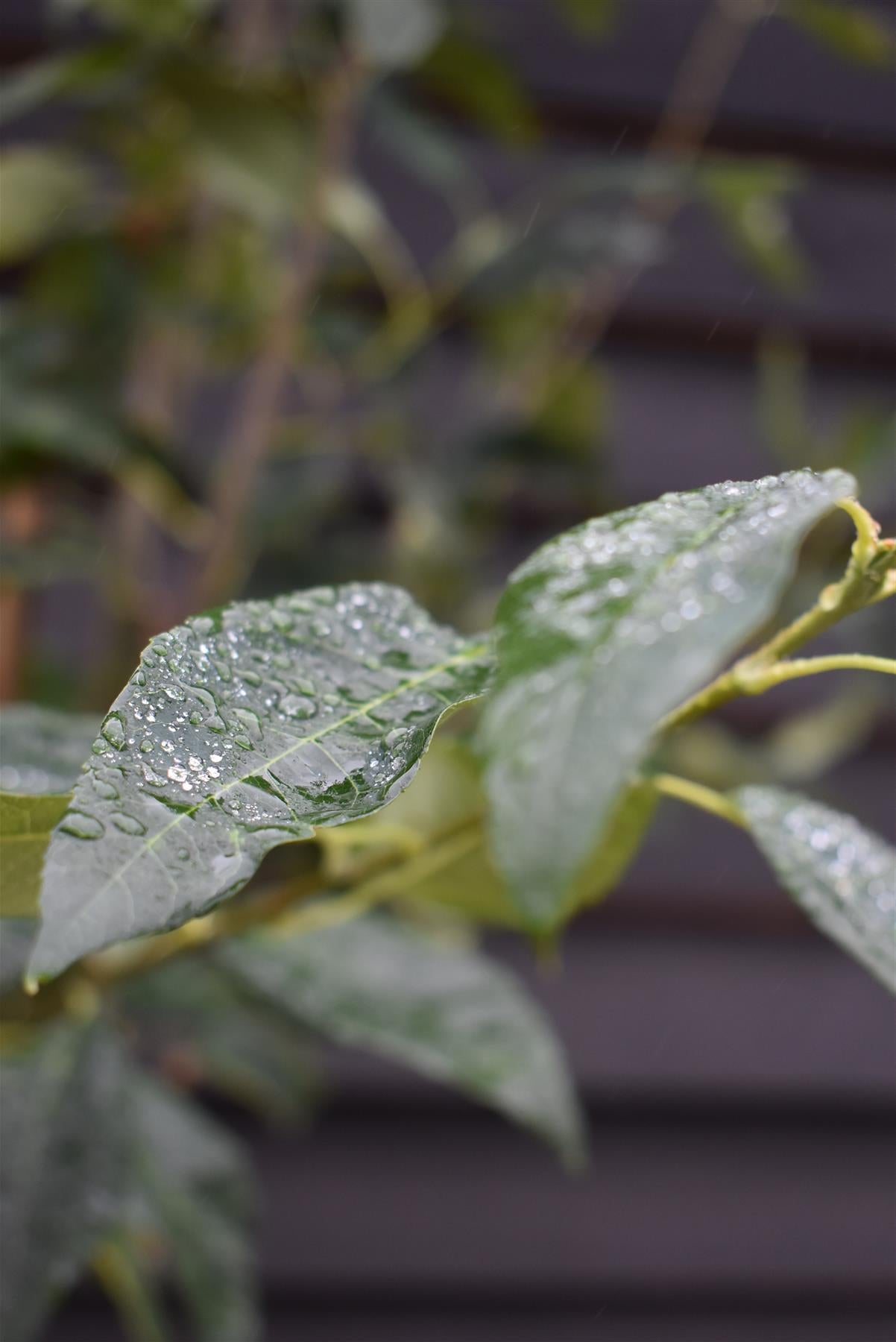 Amelanchier x grandiflora 'Robin Hill' - Clear Stem - Standard - Girth 6-8cm - 310-330cm - 70lt