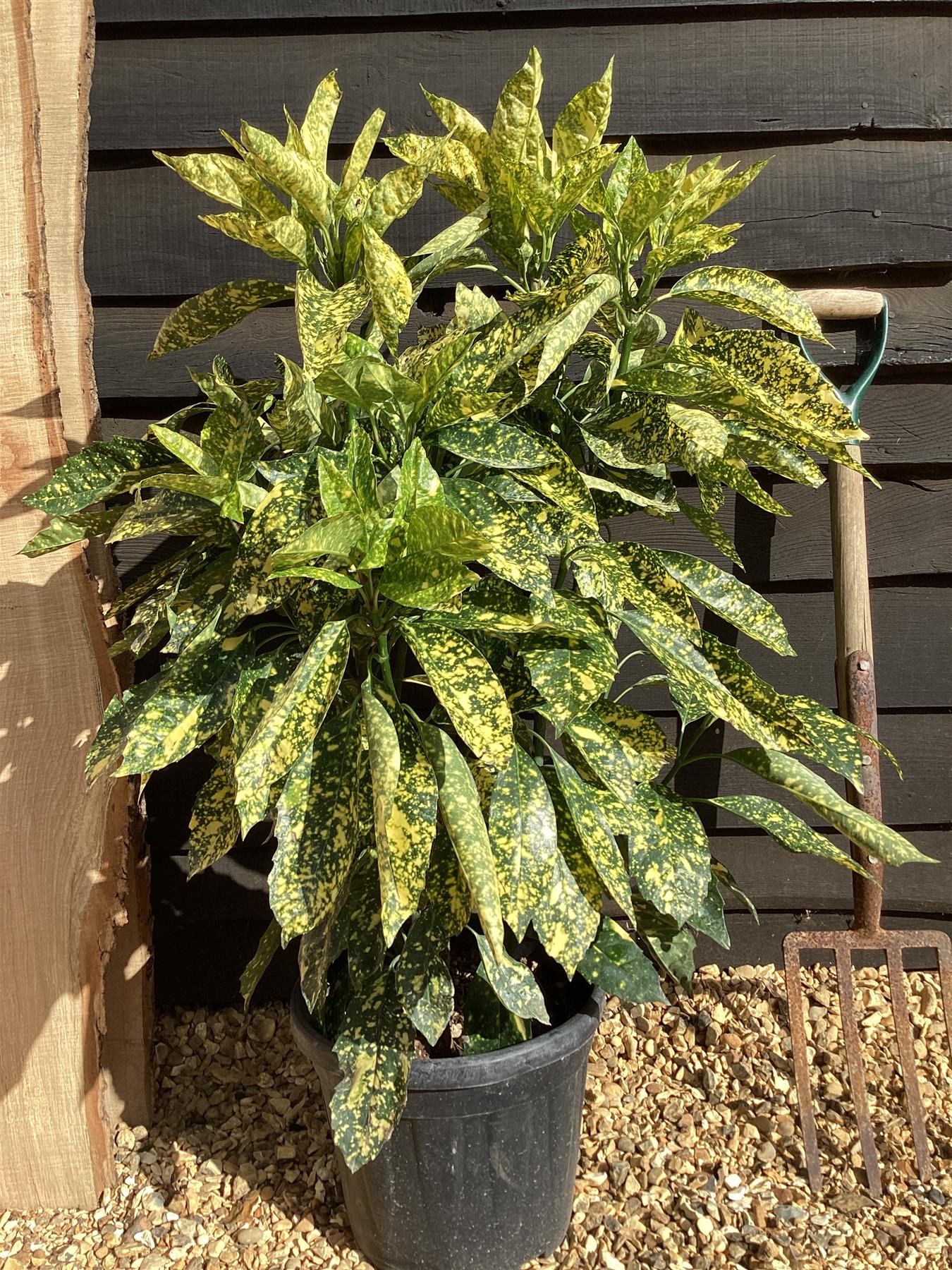 Aucuba Japonica 'Crotonifolia' - 125/150cm, 20lt